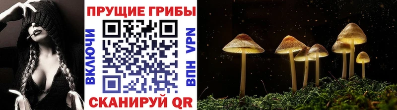 Галлюциногенные грибы Psilocybine cubensis  Славск 